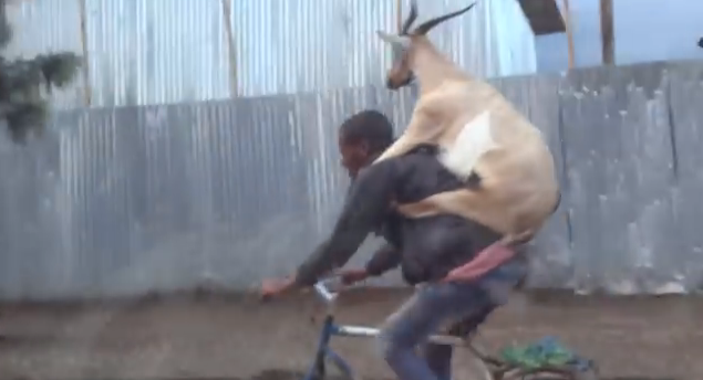 What? Is that a GOAT on the back of this bike rider! CRAZY COMMUTE …