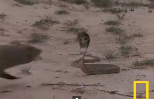 EPIC Fight To The Death Between A Killer Cobra And A Mongoose (VIDEO)