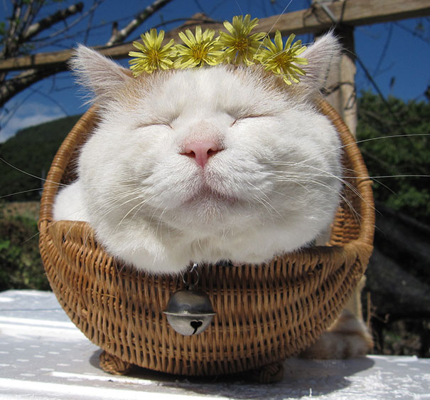 shironeko happy cat