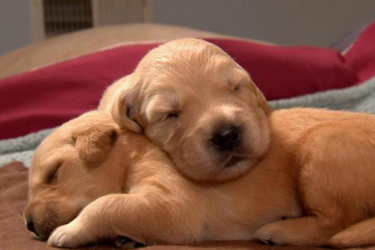 cute lab puppies cuddling